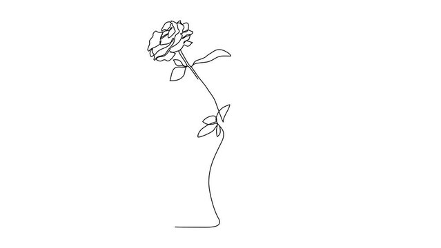 Animated self drawing of a beautiful flower. A rose in simple linear style vector illustration. design with Minimalist black linear design isolated concept. Plant vector design illustration