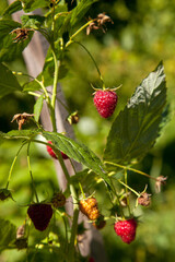 Obraz premium Ripe and unripe raspberry in the fruit garden. Growing natural bush of raspberry. Branch of raspberry in sunlight.