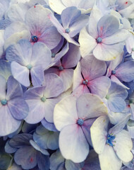 Flower Background PNG 