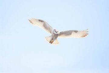 Obraz premium snowy owl in flight against a clear winter sky