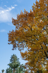 Red oak leaves in golden autumn colors. Landscape garden. Golden crown of  huge red oak tree at sunset against blue autumn sky. Nature concept for design
