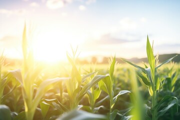 sunlight breaking over cornfield rows