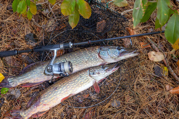 Freshwater pike fish. Two Freshwater pikes fish lies on keep net and fishing rod with reel..