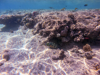 Big Broomtail wrasse (Cheilinus lunulatus) at coral reef..