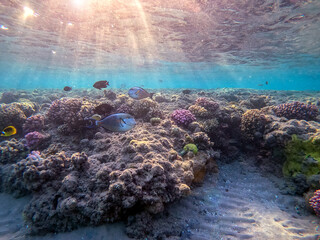Surgeon fish or sohal tang fish (Acanthurus sohal) at the Red Sea coral reef..
