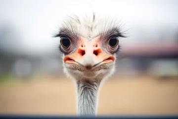Poster ostrich staring directly into camera lens © Natalia