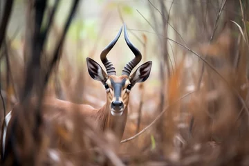 Fotobehang lone sable antelope browsing in the bush © Natalia