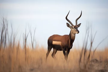 Fotobehang sable antelope standing alert in open plain © Natalia