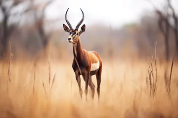  sable antelope standing alert in open plain © Natalia