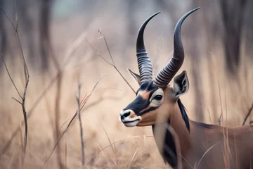 Poster close-up of sable antelope in a savanna © Natalia