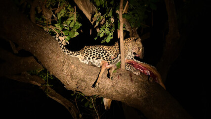Leopardo che mangia