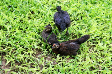 Black chicken group on fresh green grass. chicken sitting, sleeping, walking on grass.