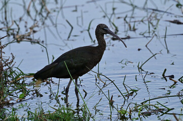 Ibis nero (giovane di Ibis eremita?)