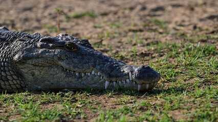 Coccodrillo (primo piano)
