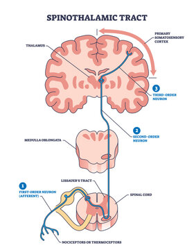 Spinothalamic tract as neural pathway to brain thalamus outline diagram. Labeled educational anatomy scheme with primary somatosensory cortex, medulla oblongata or lissauers tract vector illustration