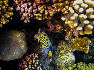 Obraz na płótnie Canvas Pygoplites diacanthus or Royal angelfish in an expanse of Red Sea coral reef