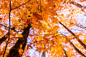 Autumn in La Fageda D En Jorda Forest, La Garrotxa, Spain