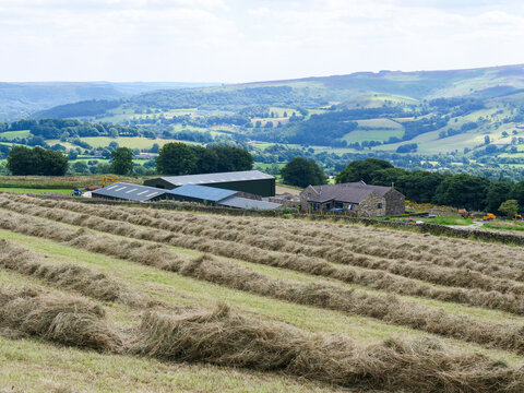 Almost dry hay windrows lined in front of farm buildings in English hilly countryside of Derbyshire.