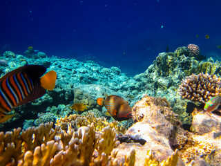 Pygoplites diacanthus or Royal angelfish in an expanse of Red Sea coral reef