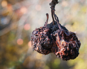  Rotten apples on a branch. Sofy focus. Autumn colors. - obrazy, fototapety, plakaty