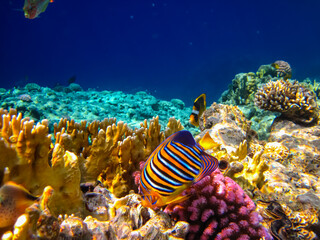 Fototapeta na wymiar Pygoplites diacanthus or Royal angelfish in an expanse of Red Sea coral reef