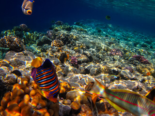 Pygoplites diacanthus or Royal angelfish in an expanse of Red Sea coral reef