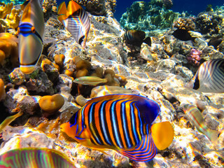Pygoplites diacanthus or Royal angelfish in an expanse of Red Sea coral reef