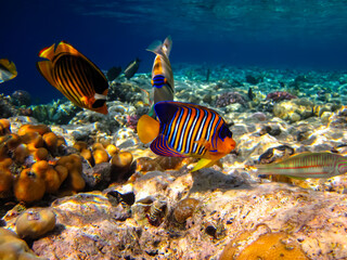 Fototapeta premium Pygoplites diacanthus or Royal angelfish in an expanse of Red Sea coral reef