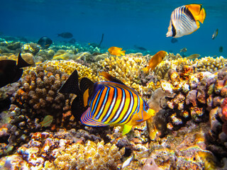 Pygoplites diacanthus or Royal angelfish in an expanse of Red Sea coral reef