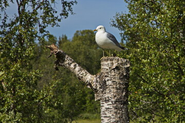 Seagull at the lake Prestvannet in Tromso in Troms county, Norway, Europe

