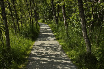 Fototapeta na wymiar Hiking track at the lake Prestvannet in Tromso in Troms county, Norway, Europe 