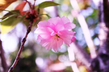 春の美しいハナモモの花