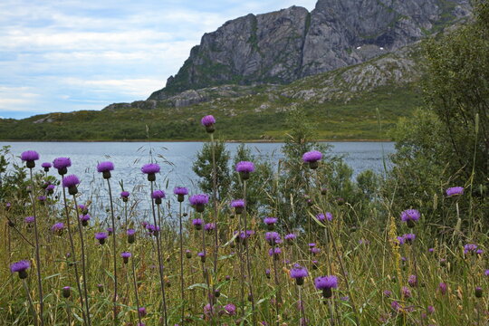 Blooming thistle at Hopspollen in the west of Kabelvag, Norway, Europe
