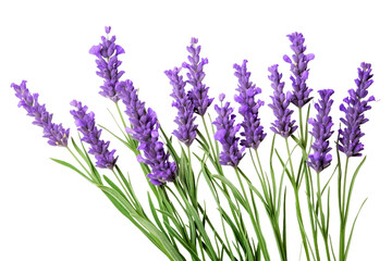 Naklejka premium Top side closeup macro view of purple lavender flower stems with leaves, on a white isolated background