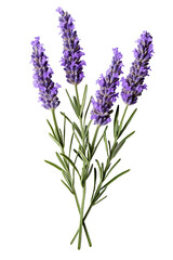 Fototapeta premium Top side closeup macro view of purple lavender flower stems with leaves, on a white isolated background