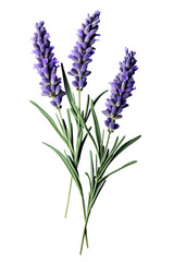 Naklejka premium Top side closeup macro view of purple lavender flower stems with leaves, on a white isolated background