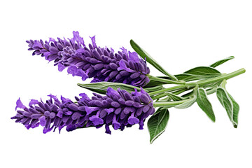 Top side closeup macro view of purple lavender flower stems with leaves, on a white isolated background - obrazy, fototapety, plakaty