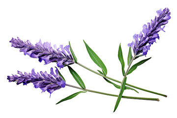 Top side closeup macro view of purple lavender flower stems with leaves, on a white isolated background