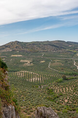 Fototapeta na wymiar Endless landscape of olive trees in Cordoba, Andalusia, Spain