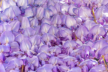Full mauve background of lilac flower petals © EMILIA