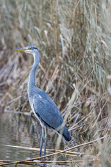 A gray heron (Ardea cinerea) sits on the edge of a lake