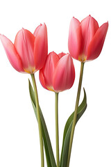 Naklejka premium closeup macro view of A collection of red pink tulips flower isolated on a white background PNG
