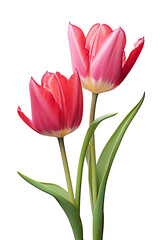 closeup macro view of A collection of red pink tulips flower isolated on a white background PNG