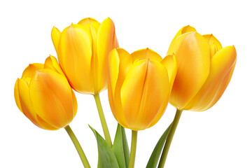 Obraz premium closeup macro view of A collection of yellow tulips flower isolated on a white background PNG