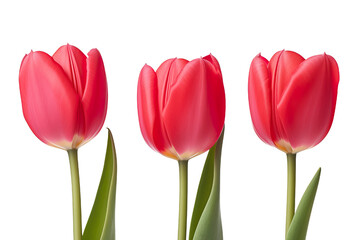 closeup macro view of A collection of red pink tulips flower isolated on a white background PNG