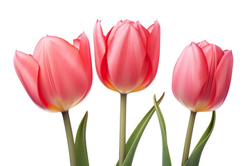 closeup macro view of A collection of red pink tulips flower isolated on a white background PNG