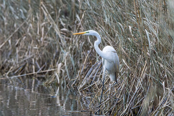 A great egret (Ardea alba) sits on the shore of a lake