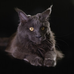 Cat on black background catched in studio