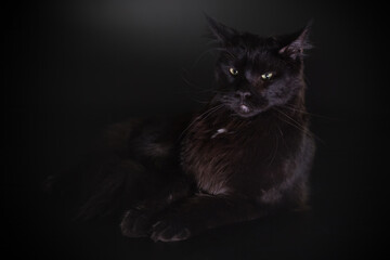 Cat on black background catched in studio