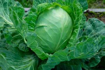 Fototapeta premium cabbage green vegetable